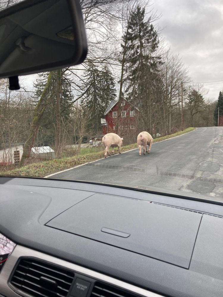 Ausgebüchst und weggelaufen