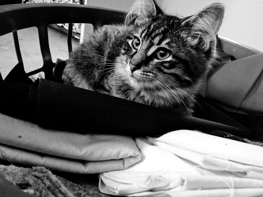 Black and white photo of a tabby kitten sitting on fabric in a laundry basket.