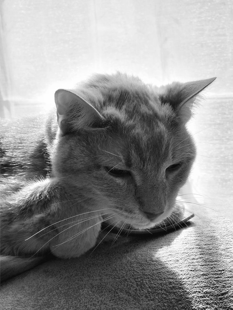 Black and white photo of a tabby cat lounging on a couch in front of a sunlit window.