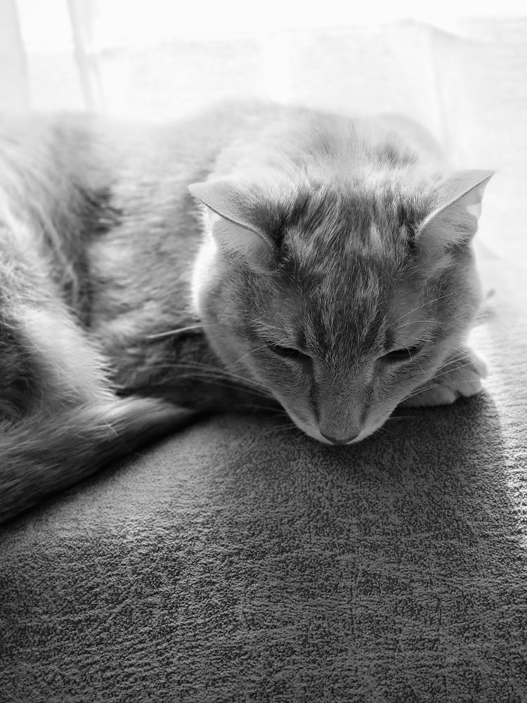Black and white photo of a tabby cat lounging on a couch in front of a sunlit window.