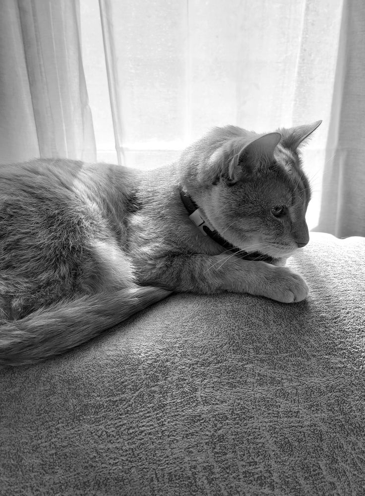 black and white photo of a cat lounging on a couch