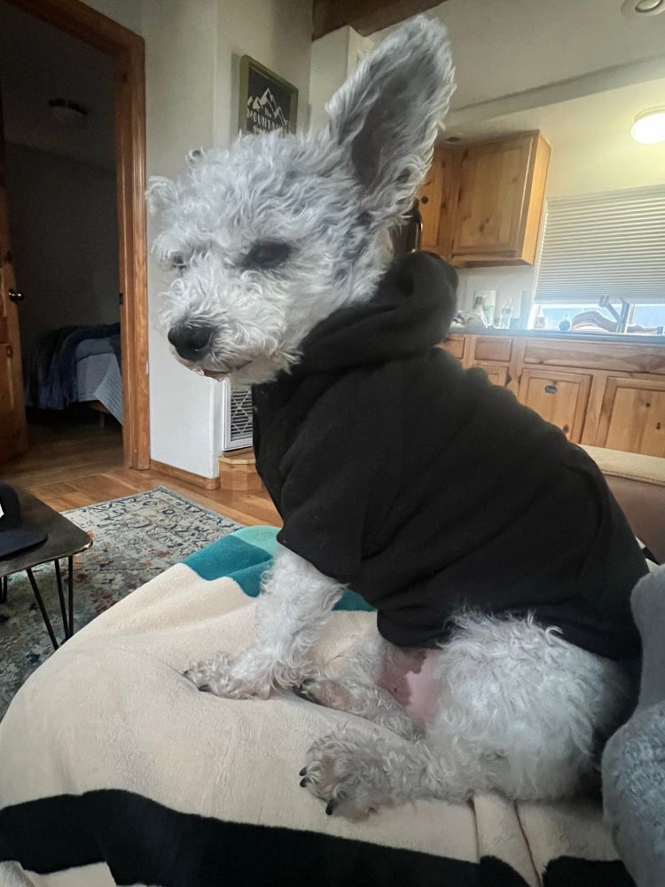 A small fuzzy white dog is wearing a black hoodie and giving the camera the most evil stank eye you’ve ever seen from an animal 