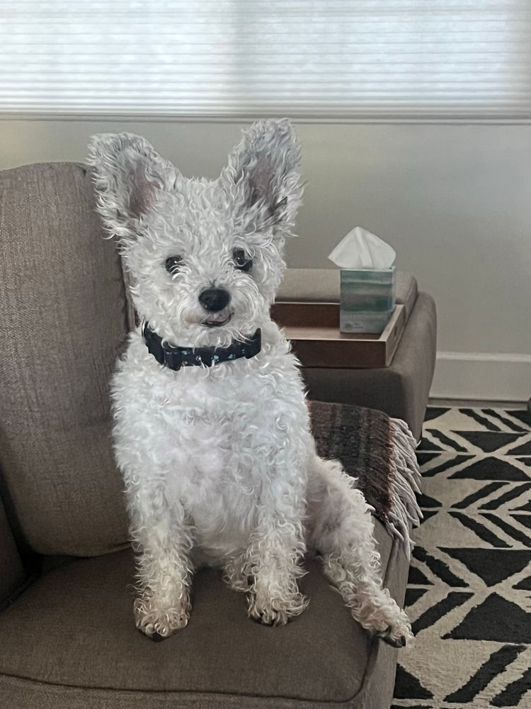 A small black and white dog sitting on the edge of a sofa. His fur is grown out making him look like a lamb and the lint trap from your dryer had a baby 