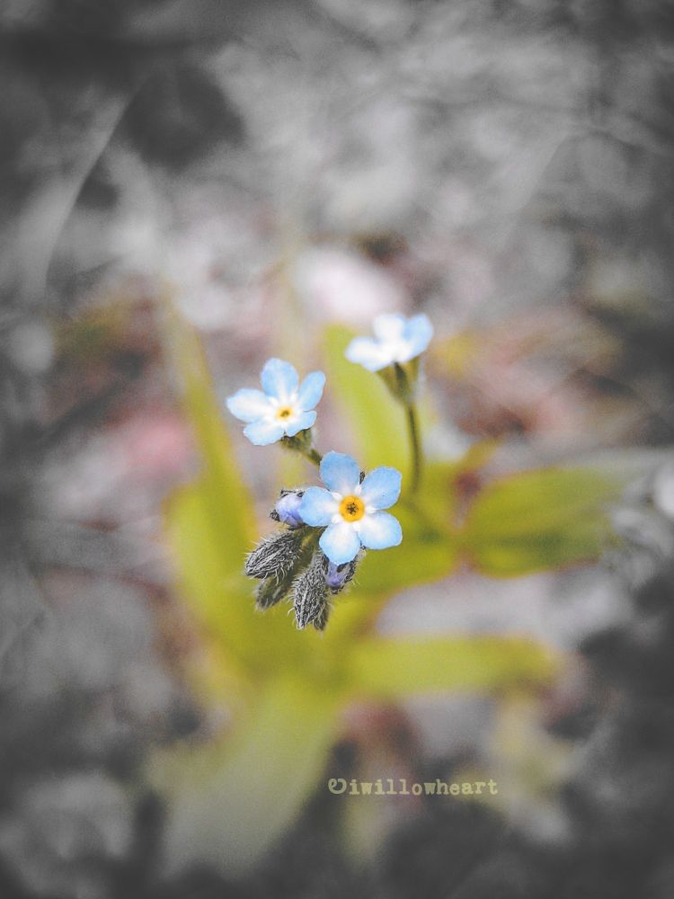 Tiny Forget Me Not flowers.