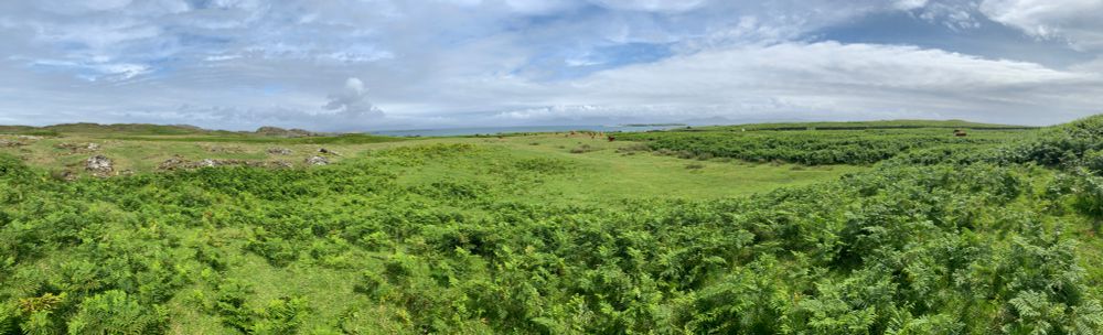 landscape view of Scottish coastline. sunny, ground covered in ferns, cows in the background
