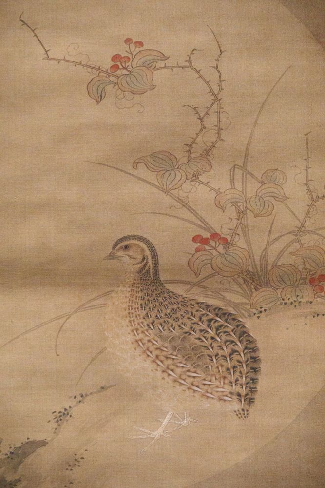 土佐光起《鶉図》（部分）
赤い実をつけたサルトリイバラと、左を向いた一羽の鶉。羽根は丁寧な線で細密に描かれている。