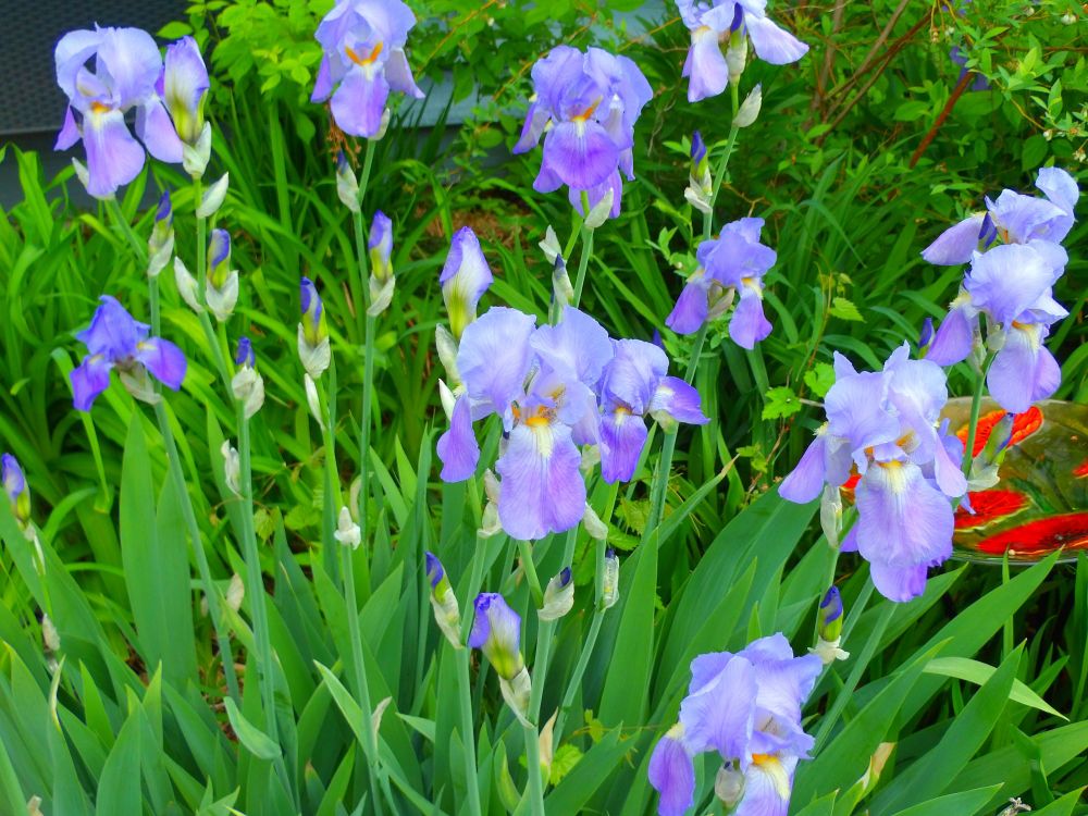 A close-up of purple irises growing in a garden or field, surrounded by green leaves and stems.