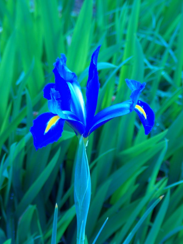 The image shows a close-up of a blue iris flower with yellow accents, set against a backdrop of long green grass. The flower is centered in the frame and has three petals that are a deep blue color, with a yellow stripe running down the center of each petal. The stem of the flower is also blue and extends from the base of the petals to the bottom of the image. In the background, there are several blades of long green grass that are out of focus. The overall effect is one of simplicity and elegance, with the blue iris standing out against the lush green foliage.