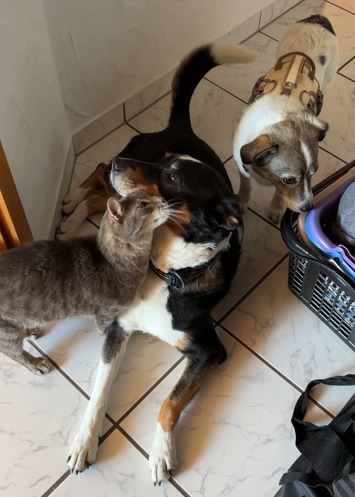Das Bild zeigt zwei Hunde und eine Katze, die zusammen auf einem gefliesten Boden in einer häuslichen Umgebung stehen bzw. liegen. Der größere Hund liegt auf dem Boden, während die Katze ihren Kopf an ihn reibt. Der kleinere Hund steht daneben und schaut in die Richtung eines Korbs, der rechts im Bild zu sehen ist. Alle Tiere scheinen sich gut zu verstehen und sind entspannt.