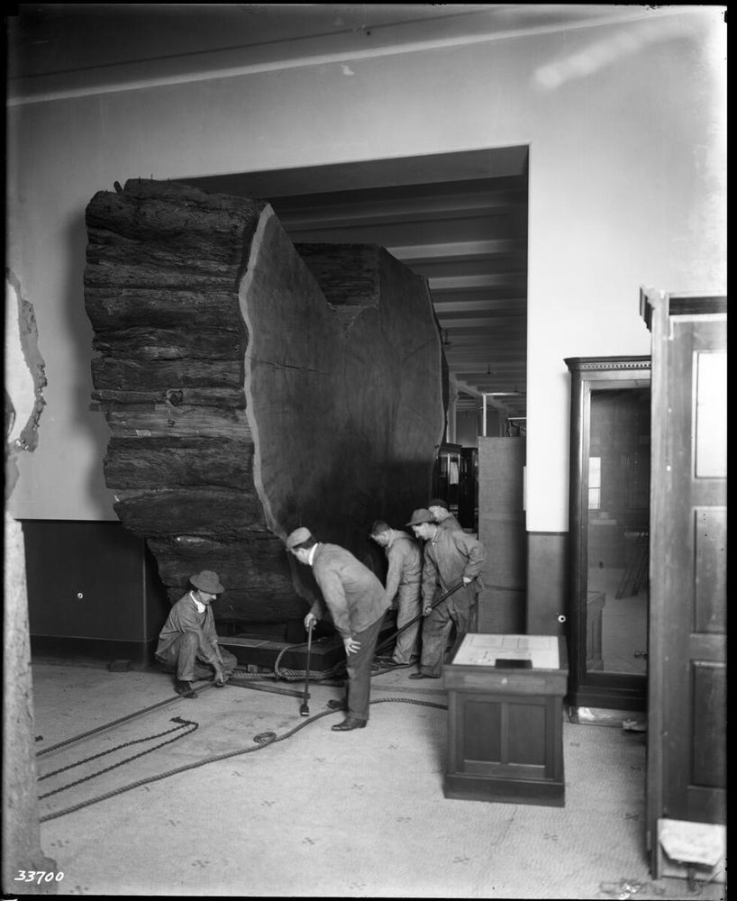 A black and white archival photo of people guiding a piece of the Museum’s massive sequoia slice through a doorway at the Museum.