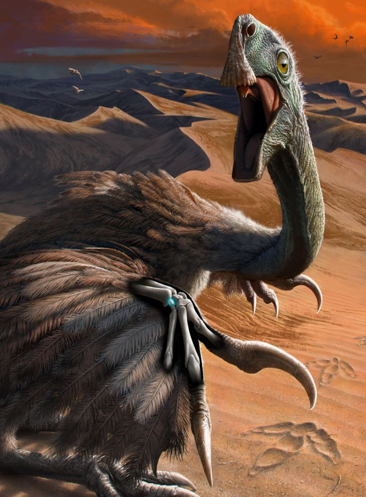 Illustration of a bird-like dinosaur walking upright. It looks as if it's walking up to the viewer. The animal's body is taking up most of the frame; it has a long bare-skinned neck and its body is covered in brown feathers, not unlike an ostrich. It also has long sharp claws. A sandy desert scene is in the background with rolling hills of sand and orange clouds.