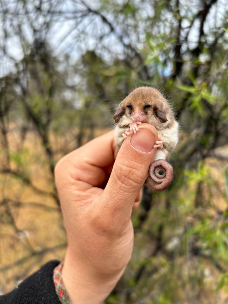 A photo of a pygmy possum clinging to a human thumb. The animal has a curly pink tail and somewhat resembles a light brown mouse.