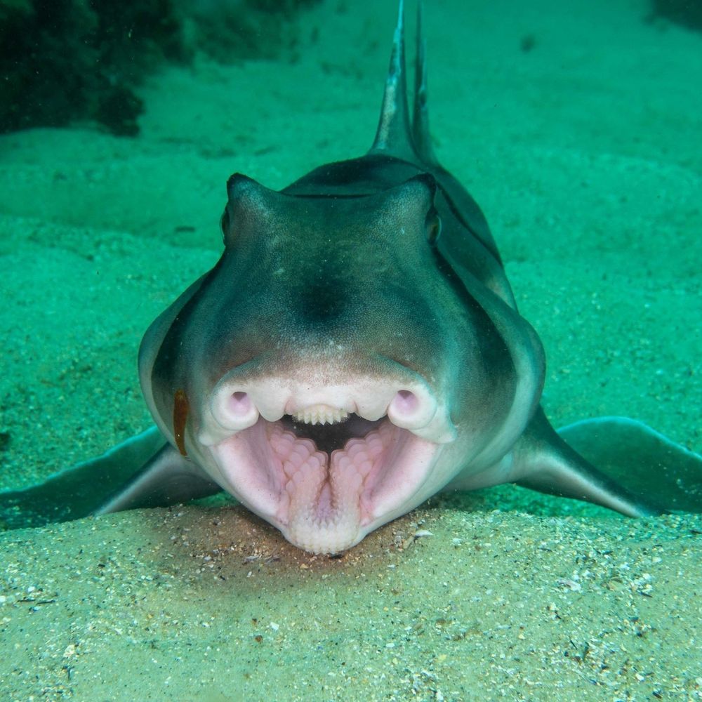 Photo: janetsclough, CC BY-NC 4.0, iNaturalist