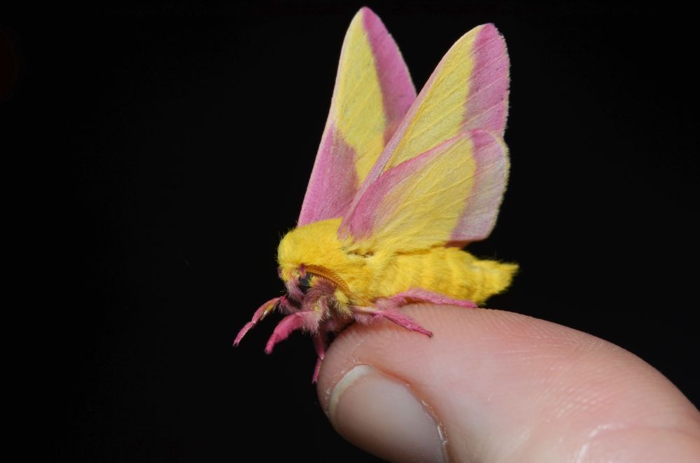 A photo of a rosy maple moth on a human fingertip. It is yellow and pink in color with a fuzzy texture. Its wings are held above its body. 
