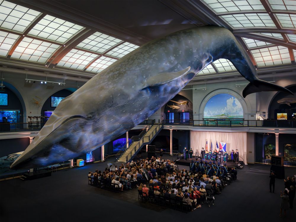 Wide shot of the Museum’s Hall of Ocean Life. A large, life-sized model of a blue whale is suspended from the ceiling and hovers above a graduation ceremony. There are rows of people sitting beneath the whale; they are facing a stage where someone is giving a speech.