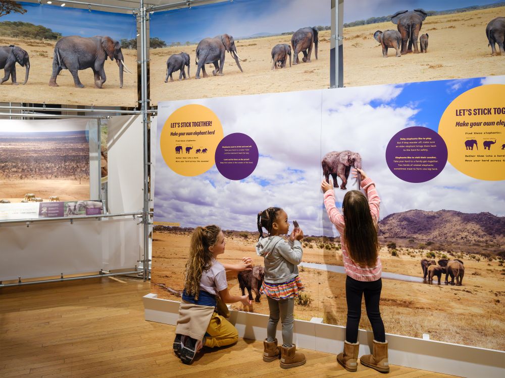 A photo of Museum visitors interacting with a display in The Secret World of Elephants.