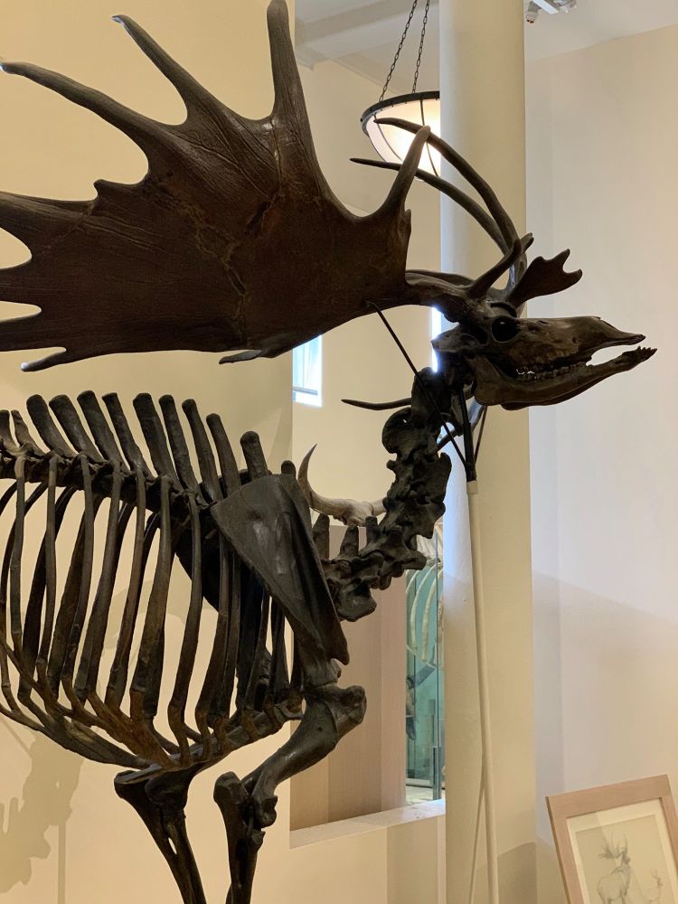 Photo of the skeleton of Megaloceros giganteus on display at the Museum. The bones are dark brown in color. The deer’s huge antlers extend from both sides of its skull.