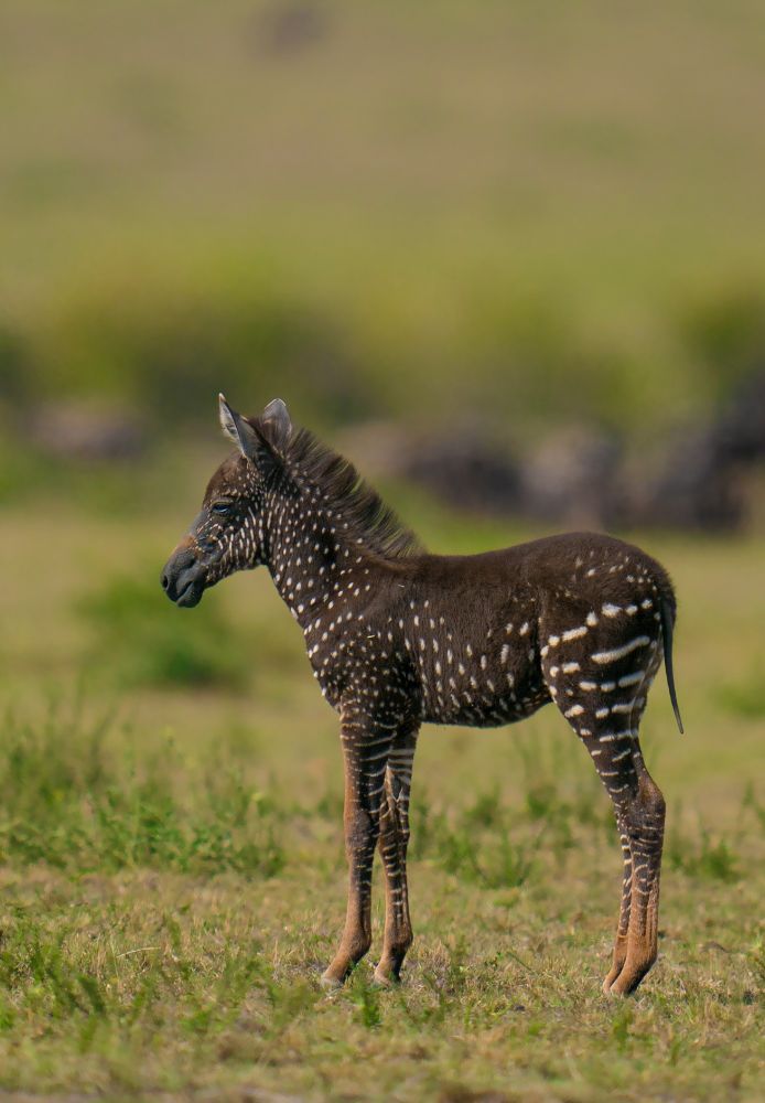 A photo of a spotted zebra foal. The animal is primarily black with white dots.