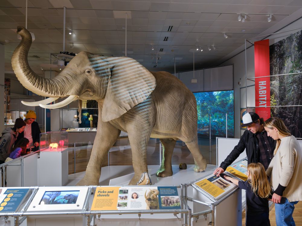 A photo of a life-sized elephant model. Museum visitors are visible in the background.
