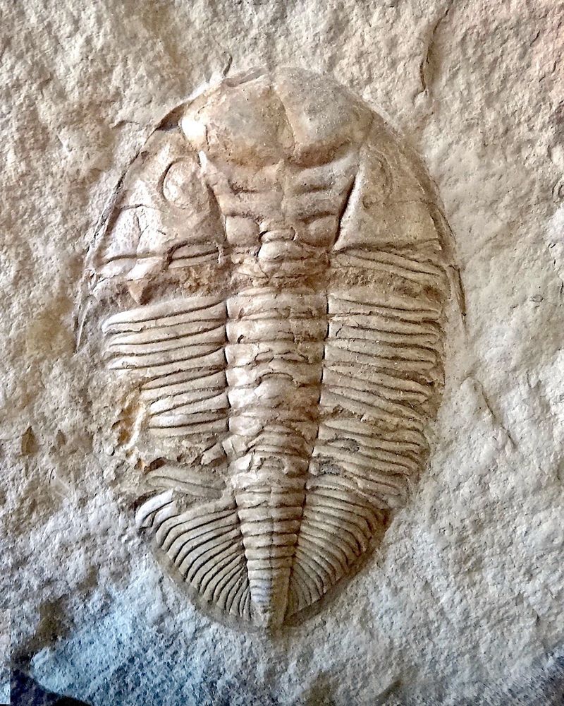A photo of a fossilized trilobite. The animal somewhat resembles a horseshoe crab and has an oblong, multi-segmented body. It is tannish in color. 
