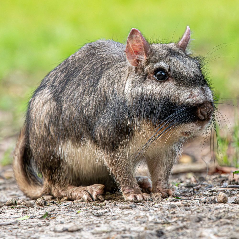 A photo of a plains viscacha on rocky terrain. The animal somewhat resembles a guinea pig. It has grayish fur and a dark band that runs from its face along its body. It has long whiskers, beard-like hair on its face, and pink ears.