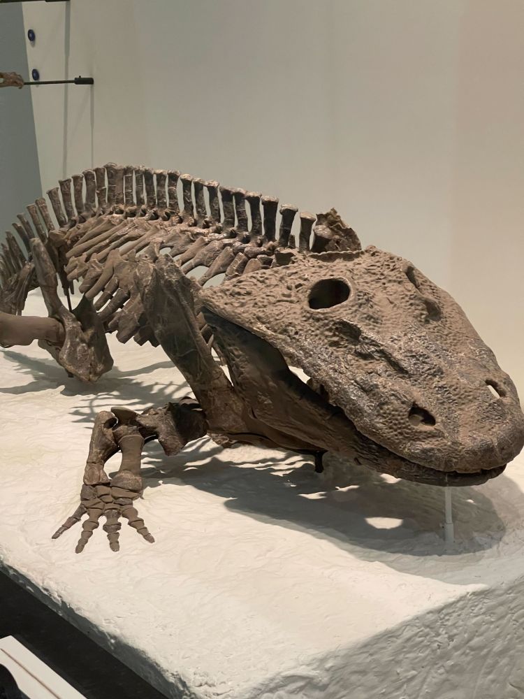 A photo of the fossilized skeleton of Eryops megacephalus. It is dark brown in color. The animal is low-slung with a large head.