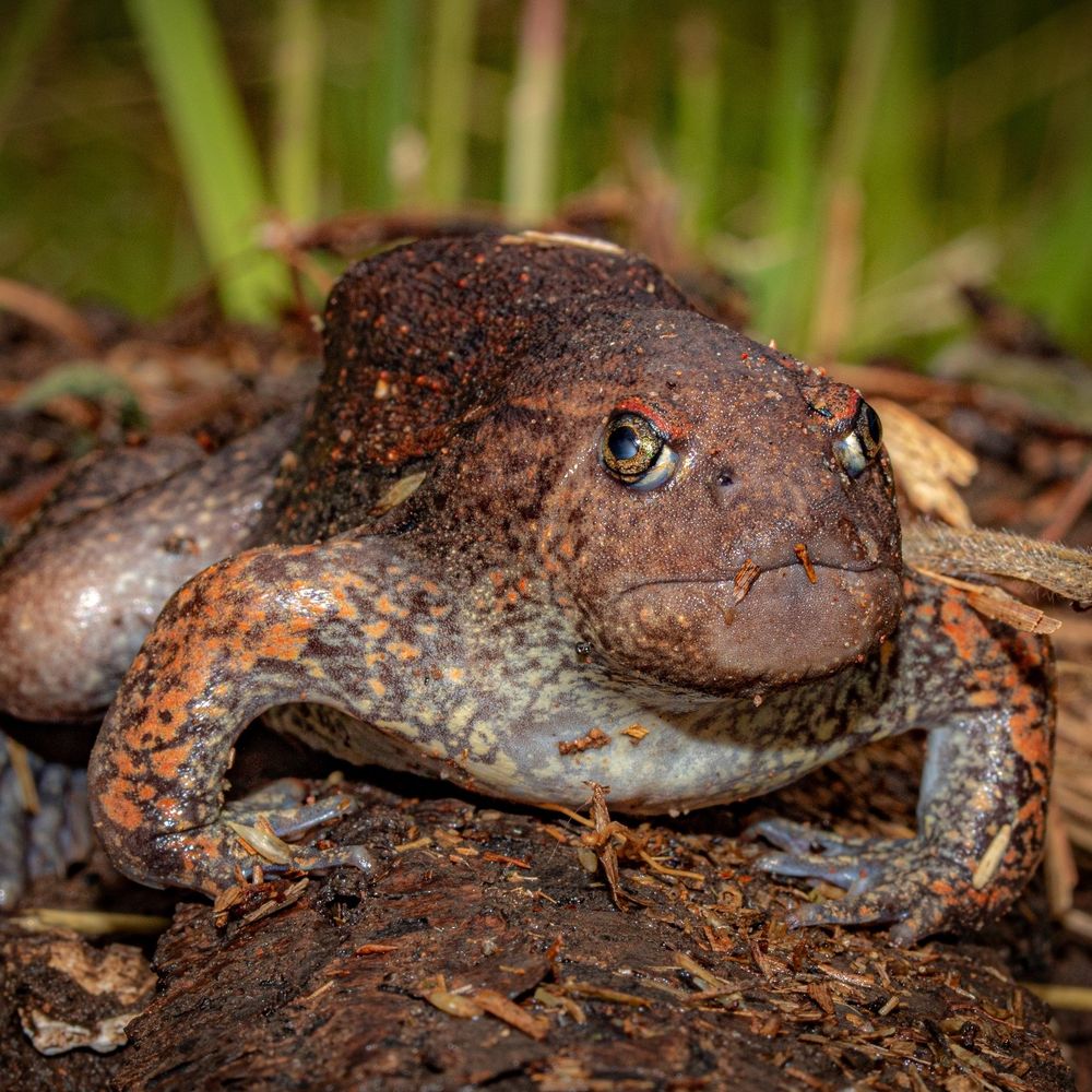 A photo of a blunt-headed burrowing frog facing the viewer. The frog is brownish in color with marbled markings on its chest and arms. It has a seemingly angry expression.