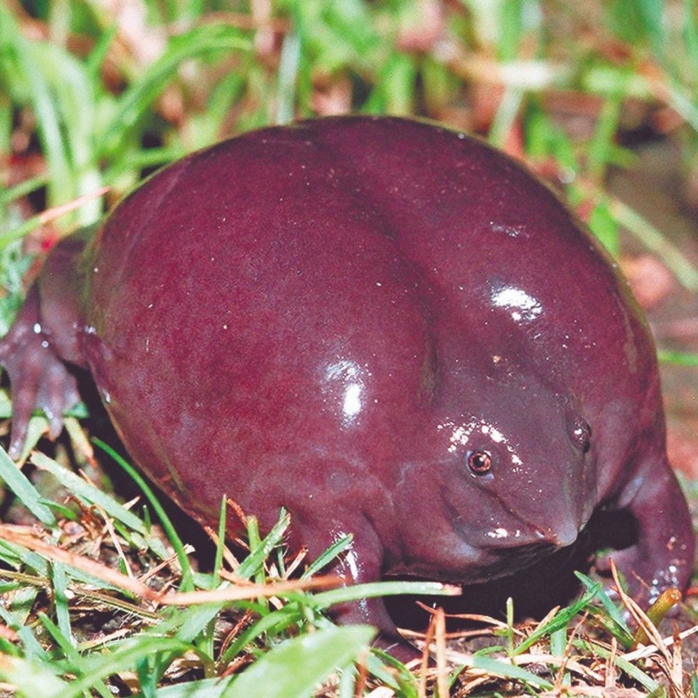 A photo of a purple frog surrounded by grass. The animal is inflated like a balloon, and purple in color. It has a drooping proboscis and tiny eyes. 