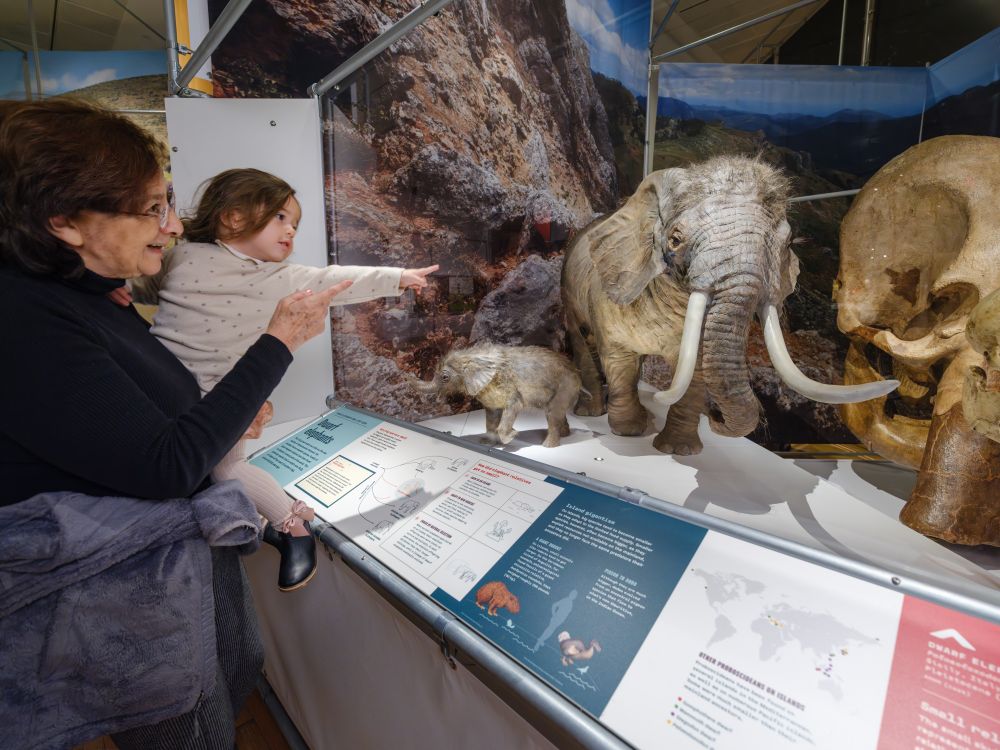 A photo of Museum visitors gazing at a model of a dwarf elephant and its offspring. They are tiny in size.