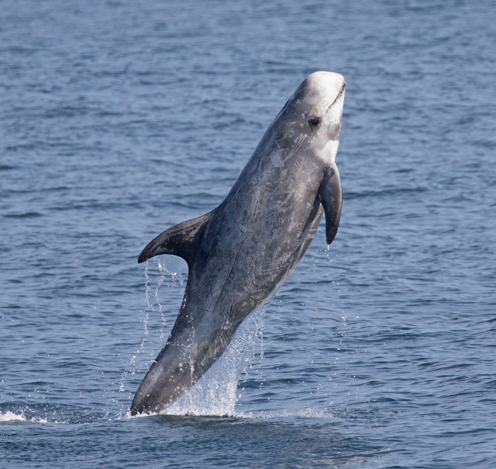 A photo of Risso’s dolphin emerging from the ocean. The animal is grayish in color with a pale white head and chest. It has a multitude of visible scars on its skin. Its head is somewhat bulbous. 
