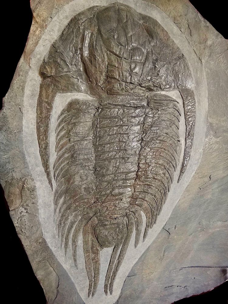 A photo of a fossilized trilobite. It is dark gray set against paler stone. It has horn-like appendages on either side of its head and a multi-segmented body. 