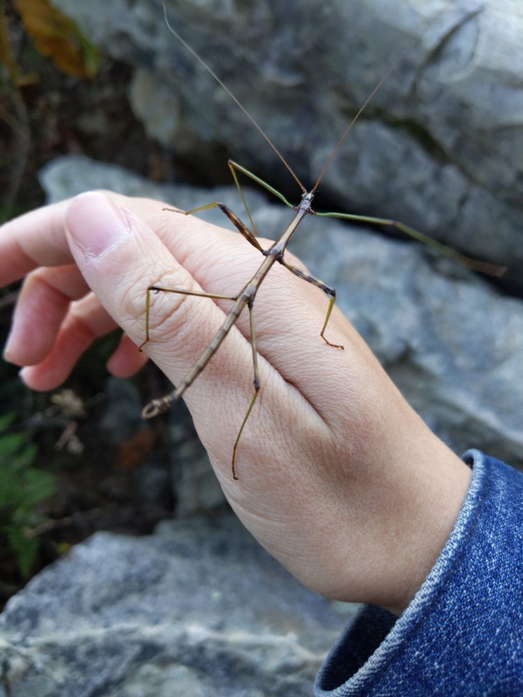 A photo of a northern walking stick. The insect is long and brown, with spindly legs, and resembles a twig. 
