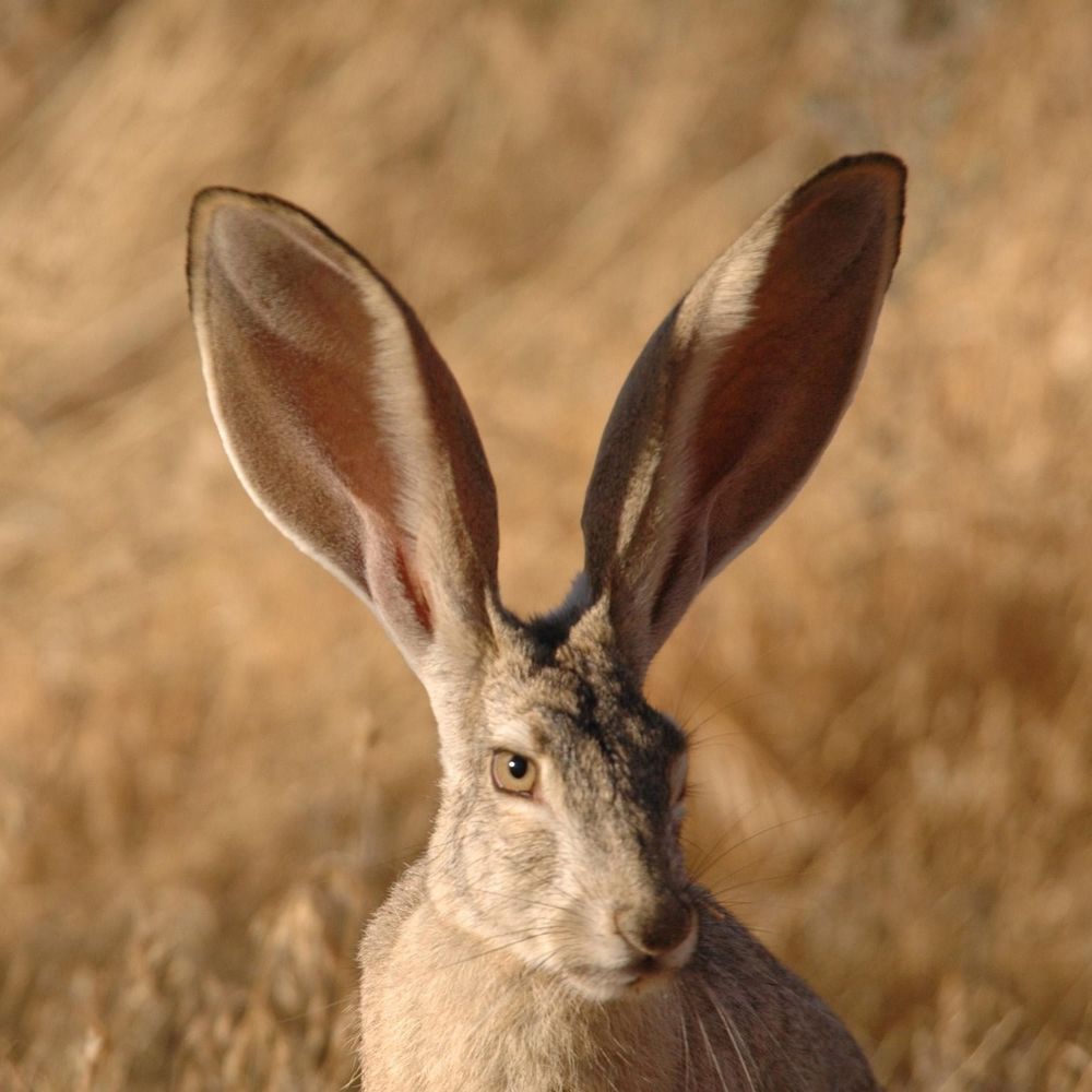 A close up photo of a black-tailed jackrabbit. Its ears are massive, significantly longer than the rabbit's head and shoulders. It is surrounded by yellowish grasses.