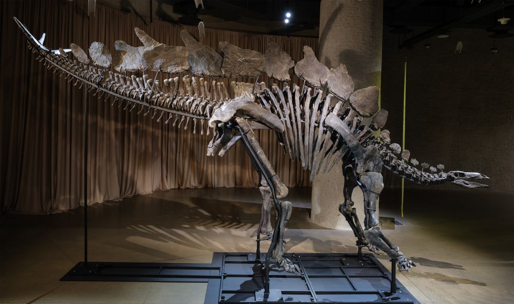 A photograph of Apex in profile. The dinosaur’s fossilzed skeleton is dark grayish in color. It has a small head, a long spiked tail, and large plates covering its back.