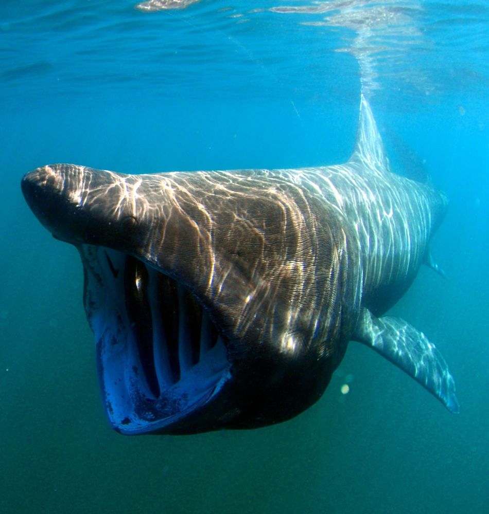 Head on shot of a basking shark swimming near the water's surface. It looks as if it's coming toward the viewer; it's facing the left of the frame. Its mouth is wide open as it filter feeds. It has dark gray skin and a shark-like body. Blueish-green water is in the background.