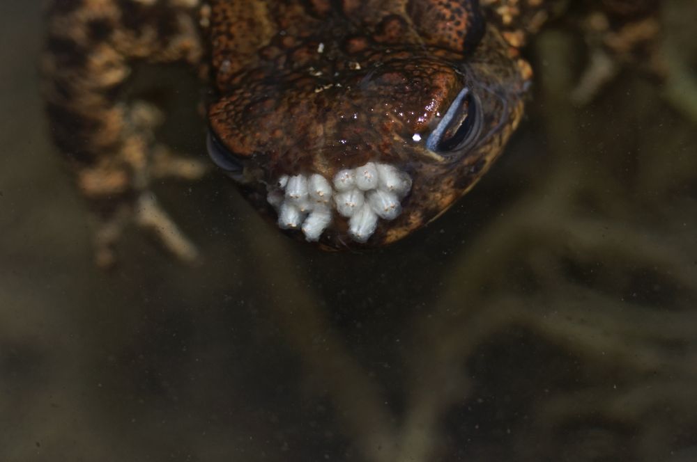 A close up of a toad in water. Its head is above the surface. You can see the fly's larvae in its nostrils; they look like little white gelatinous balls. 