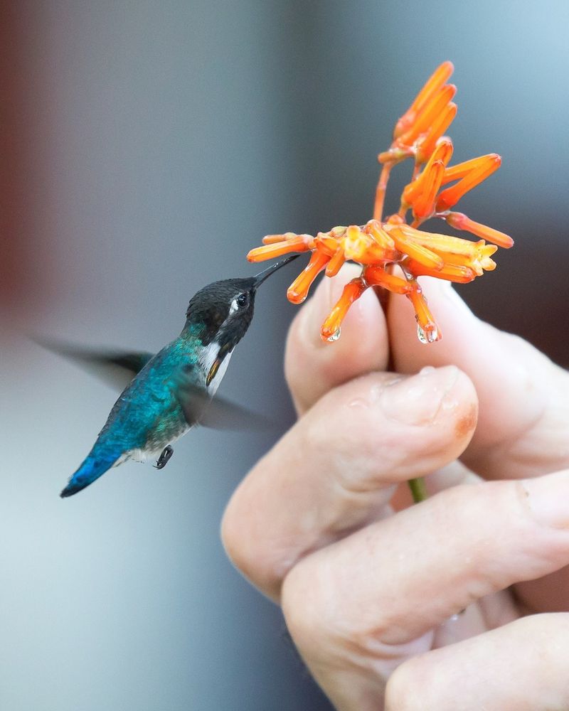 A photo of a Bee Hummingbird drinking from a flower held in a human hand. The bird's diminutive size is made apparent by the presence of the human hand, which is many times larger than the bird. The bird is blue with irridescent feathers on its back and tail.
