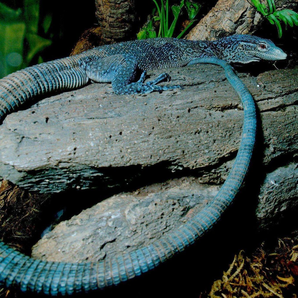 A photo of a blue tree monitor lizard. The reptile is positioned on a rock and visible in profile. It is a vibrant blue in color with an extremely long tail. 