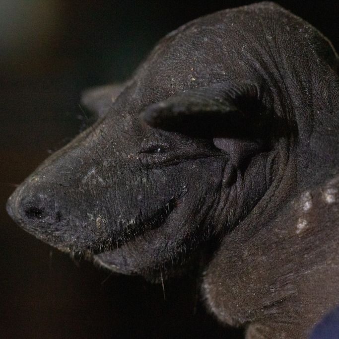 A photo of a greater naked bat. The animal is dark in color, nearly black, and mostly hairless. It has a blunt face. 