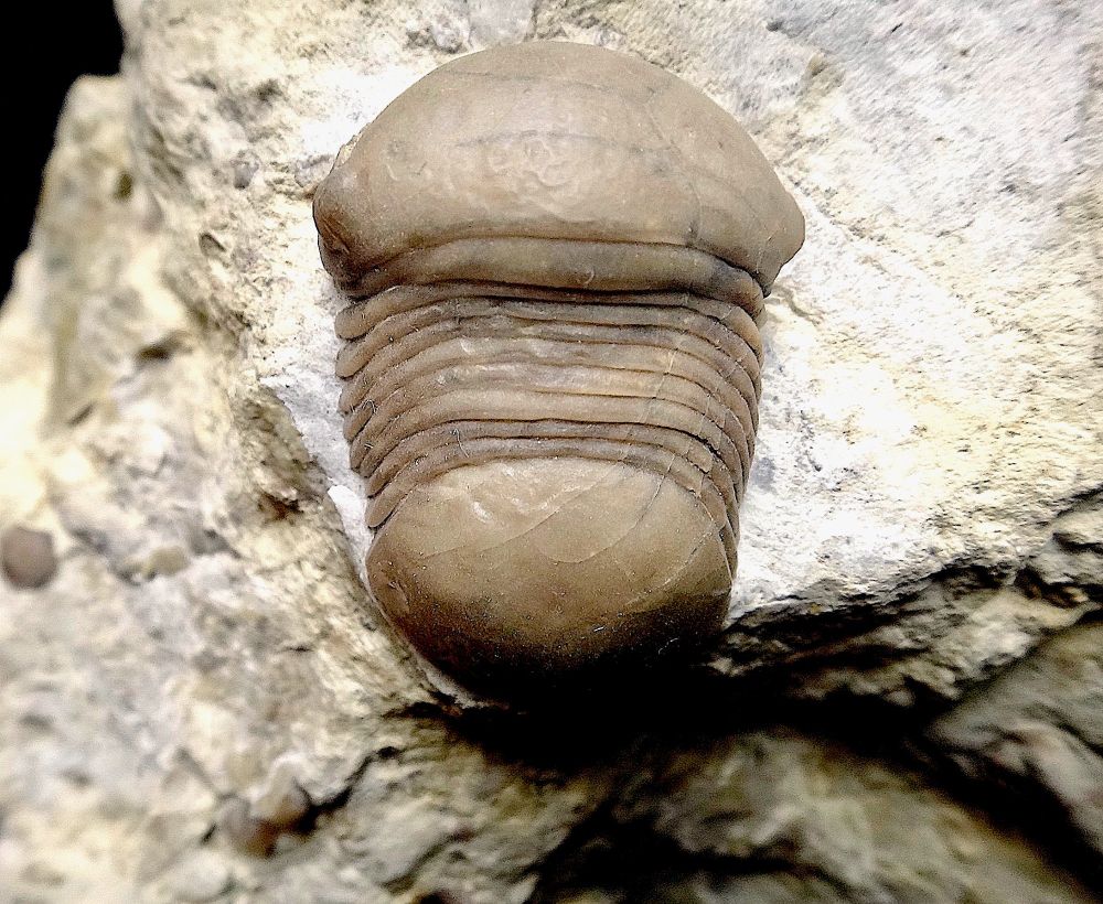 Close up of a small light brown trilobite fossil protruding from the surface of a beige stone. The trilobite's backside is facing the camera. It has smooth head and back ends with a ribbed carapace in between. It looks not unlike a human thumb.