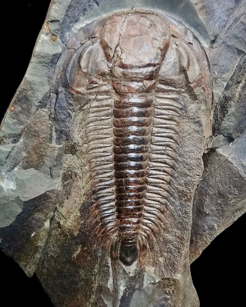 A photo of a fossilized trilobite. It has an oblong, multi-segmented body and somewhat resembles a horseshoe crab. 