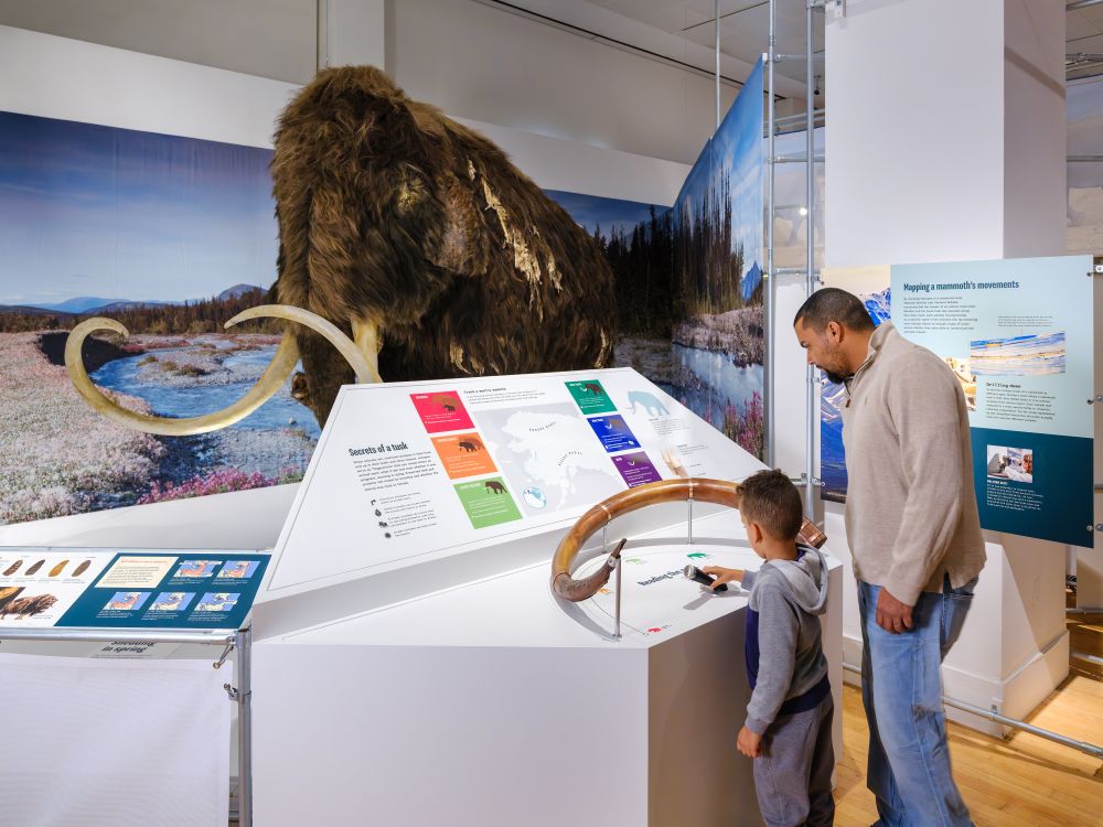 A photo of Museum visitors gazing at a fossilized mammoth tusk. Behind them, a life-sized model of a mammoth can be seen. It is covered in brown fur and appears to be shedding.