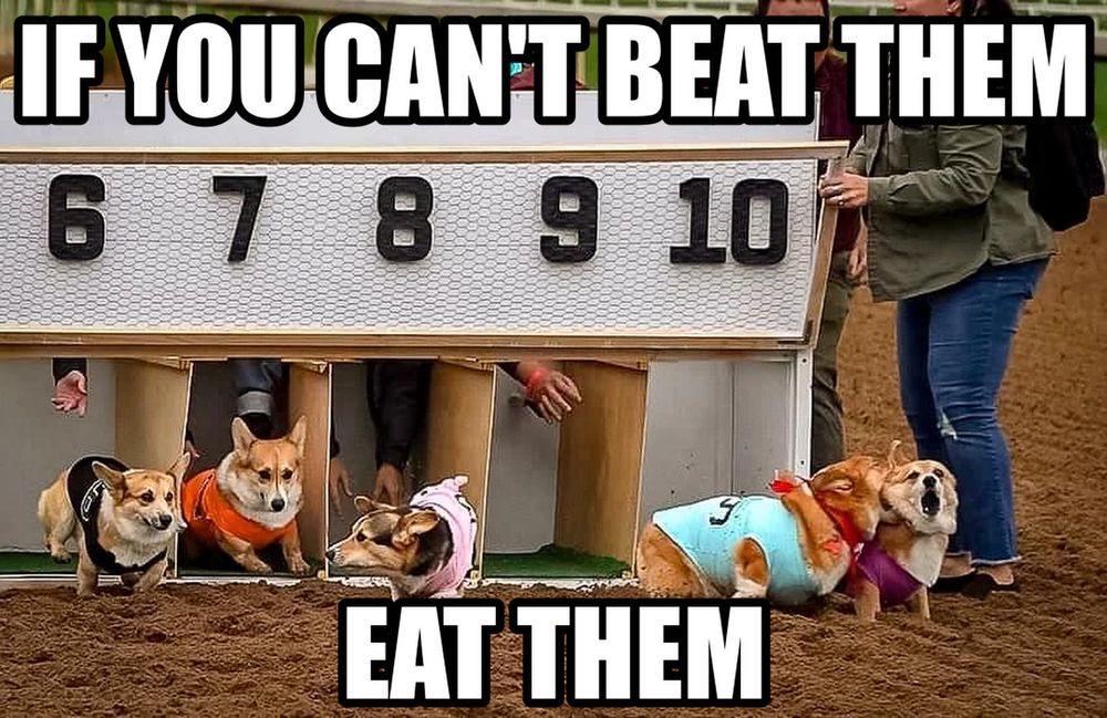 It's a dog eat dog world down there as Santa Anita corgis 9 8 10.