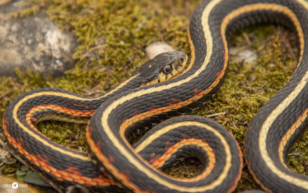 A Red-sided garter Snake lays on a mossy rock.