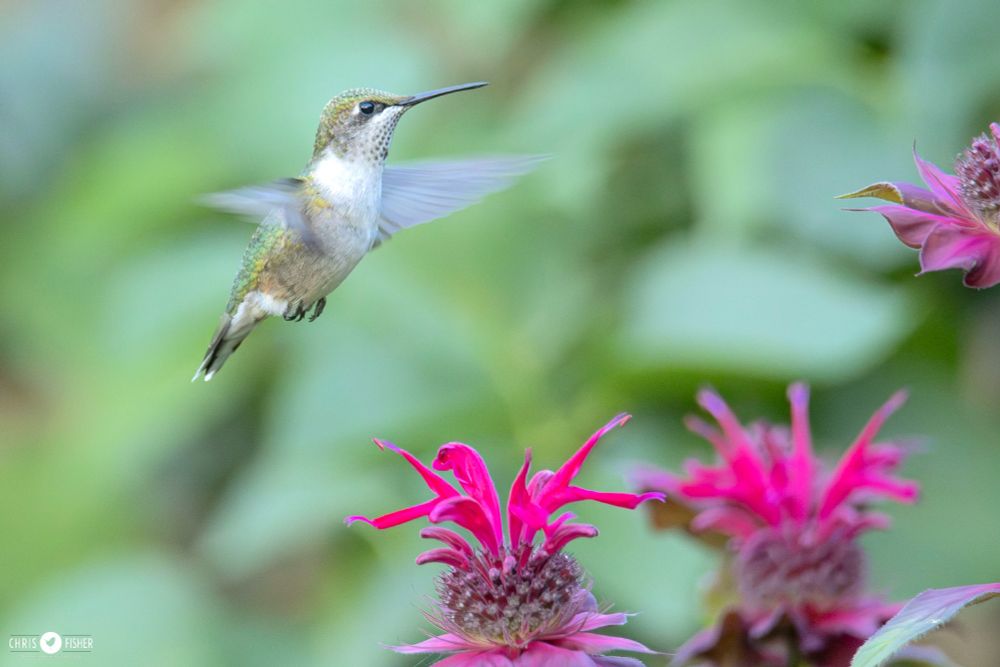 A Rudy-throated Hummingbird pauses over beebalm in a backyard flower garden.