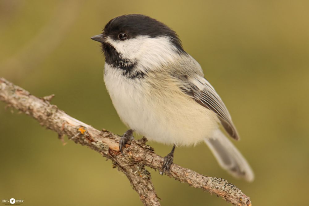 A Black-capped Chickadee perches on a thin branch.