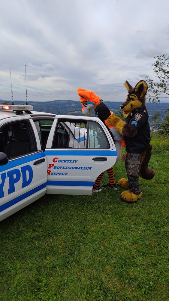 The orange and white fox fursuiter Nicky is being arrested and put into the back of a fake police cruiser by a brown K9 fursuiter with a police uniform.