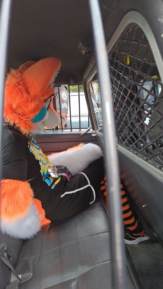 The orange and white fox fursuiter Nicky is now sitting in the back of a fake police cruiser with their paws behind their back.