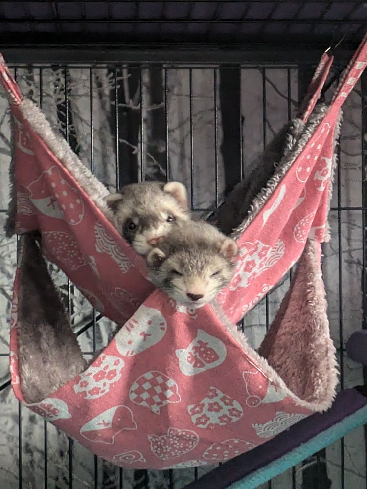 Two ferret kits (named Retro & Nitro) with their heads sticking out the end of a hammock