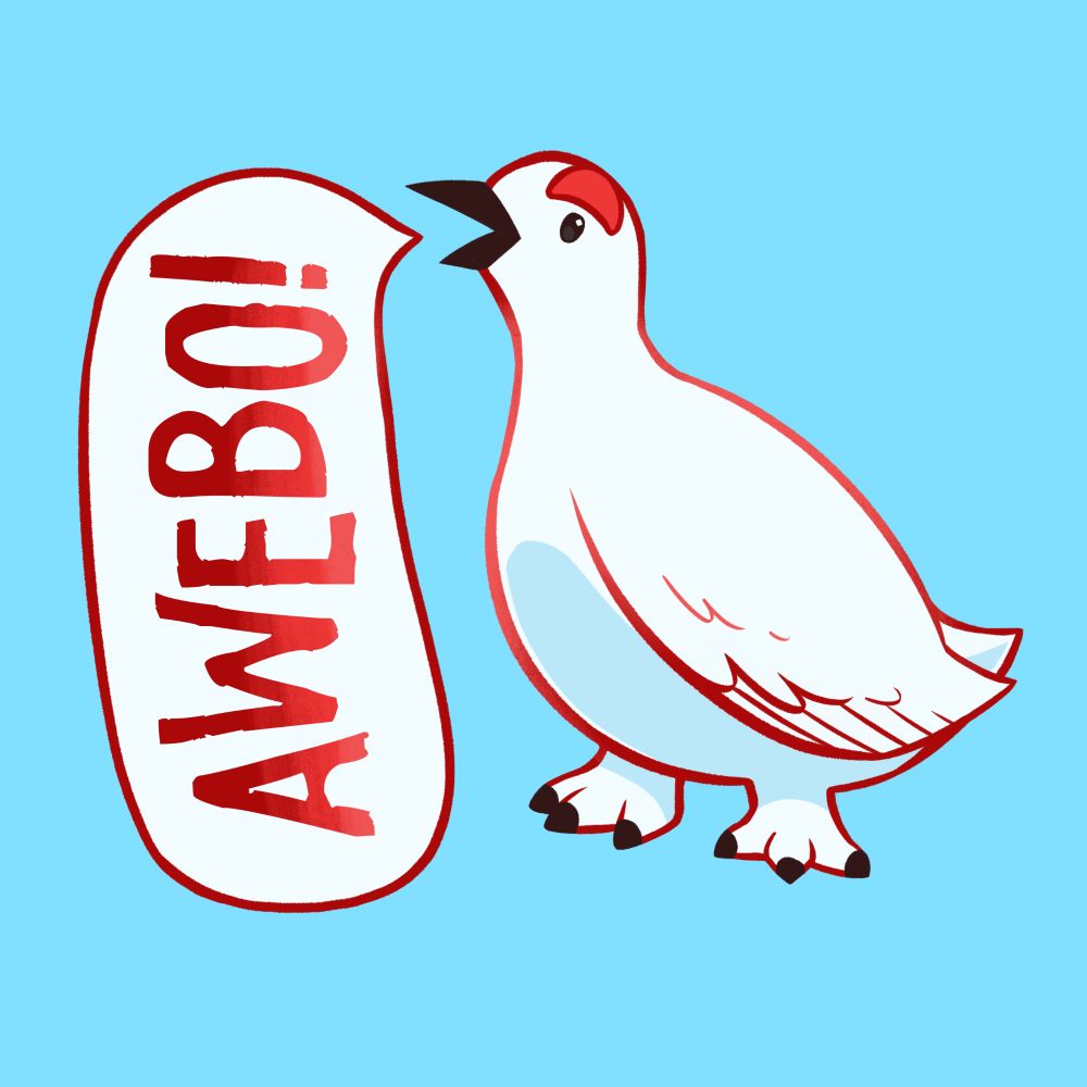 A drawing of a ptarmigan with a speech bubble to the side that says AWEBO!